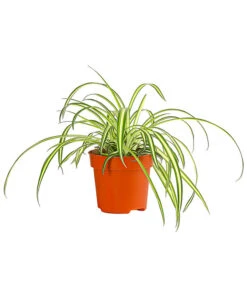 Grünlilie - Chlorophytum Comosum 'Atlantic'