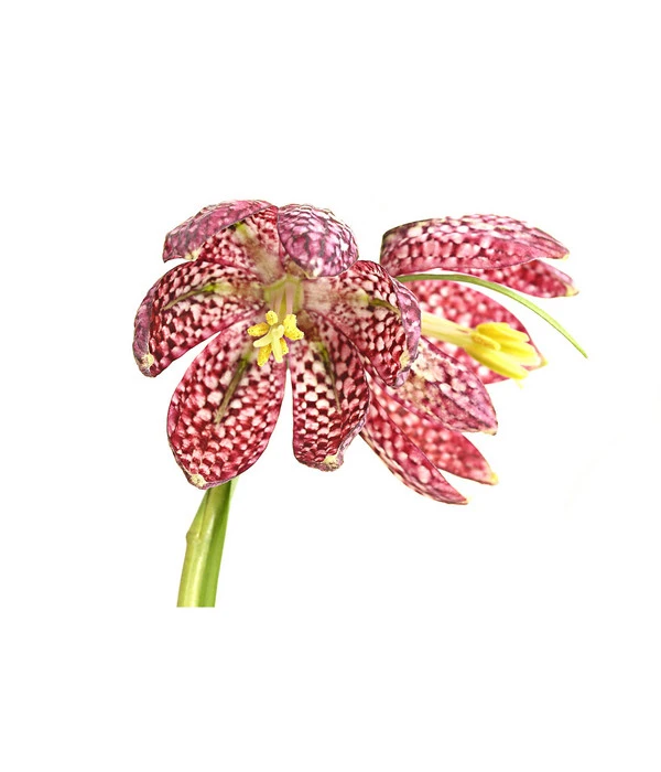 Schachbrettblume - Kibitzei – Bild 5