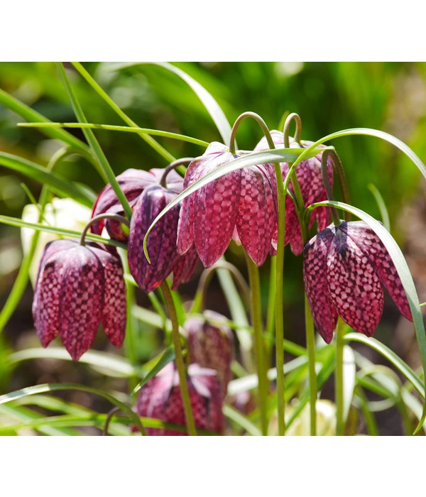 Schachbrettblume - Kibitzei – Bild 2