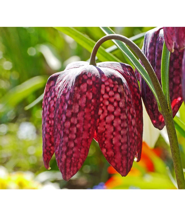 Schachbrettblume - Kibitzei