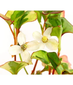 Chamäleonpflanze - Buntblatt - Eidechsenschwanz