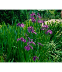 Wasserschwertlilie - Japanische Sumpf-Schwertlilie