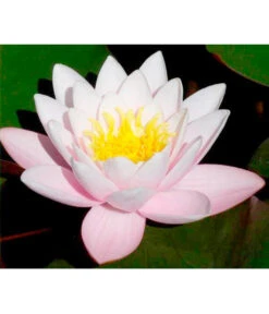 Dehner Seerose 'Hollandia'