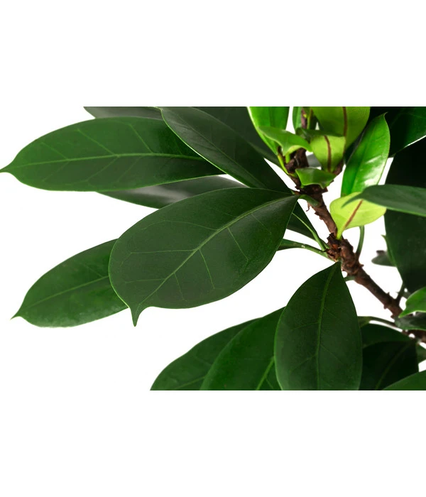 Afrikanische Feige - Ficus Cyathistipula – Bild 2