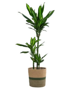 Drachenbaum - Dracaena Fragrans 'Cintho', In Seegras-Korb Harmony