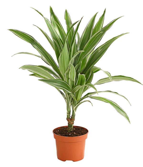 Drachenbaum - Dracaena Deremensis, Verschiedene Sorten – Bild 2