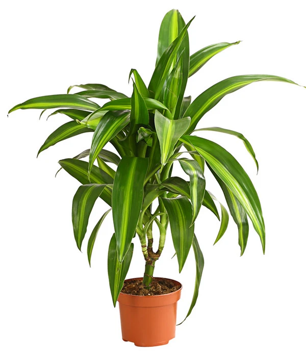 Drachenbaum - Dracaena Deremensis, Verschiedene Sorten – Bild 4