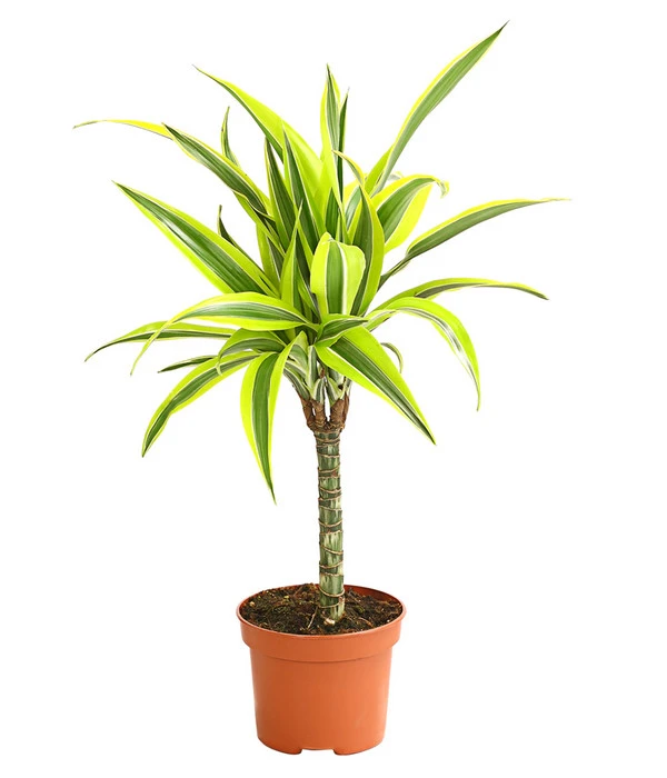 Drachenbaum - Dracaena Deremensis, Verschiedene Sorten – Bild 3