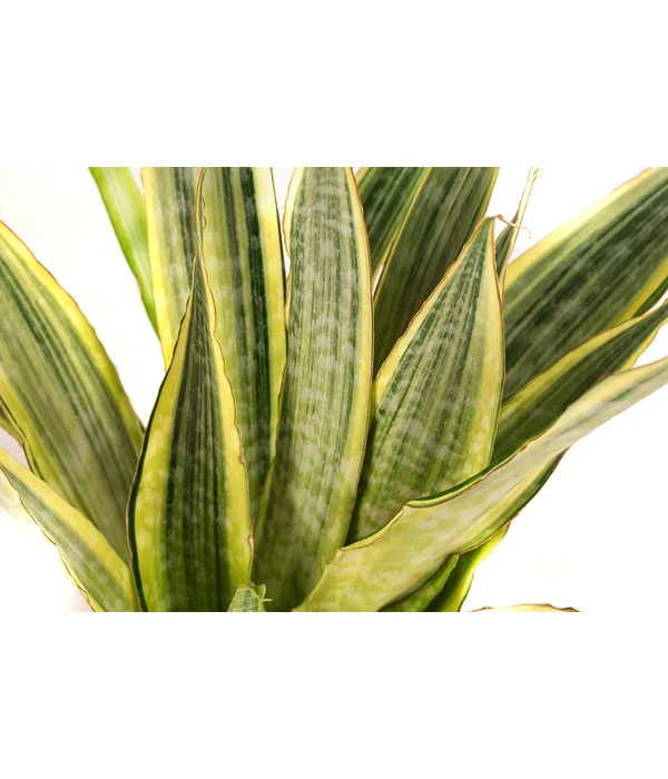 Bogenhanf - Sansevieria Trifasciata 'Lauren', Hydrokultur – Bild 2