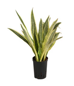 Bogenhanf - Sansevieria Trifasciata 'Lauren', Hydrokultur
