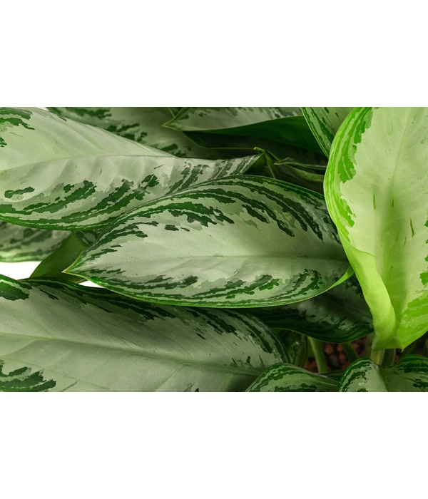 Kolbenfaden - Aglaonema 'Silverbay', Hydrokultur – Bild 5