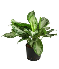 Kolbenfaden - Aglaonema 'Silverbay', Hydrokultur