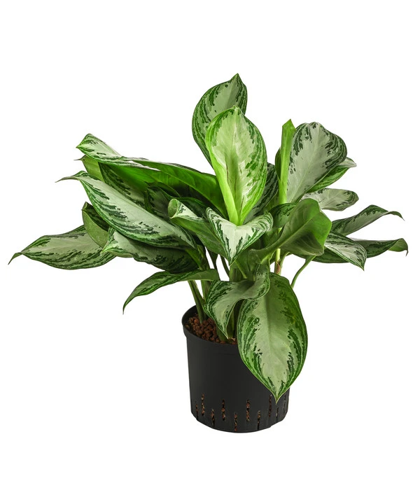 Kolbenfaden - Aglaonema 'Silverbay', Hydrokultur