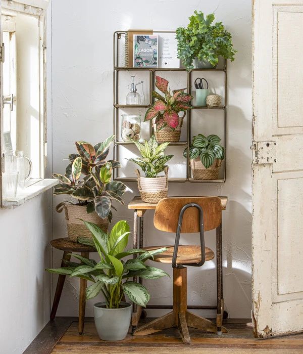 Kolbenfaden - Aglaonema 'Silverbay', Hydrokultur – Bild 2