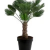 Wagners Hanfpalme, Ca. 110-130 Cm