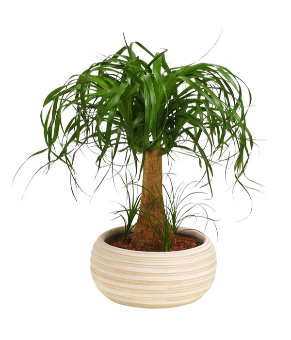 Elefantenfuß - Beaucarnea Recurvata, In Keramik