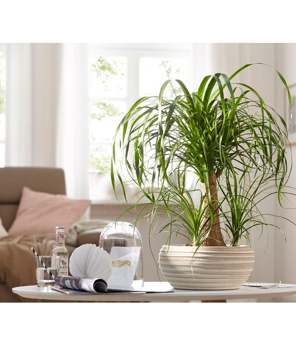 Elefantenfuß - Beaucarnea Recurvata, In Keramik – Bild 2