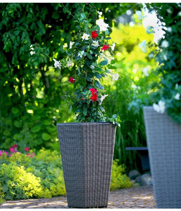 Dipladenien-Duo, Pyramide – Bild 3