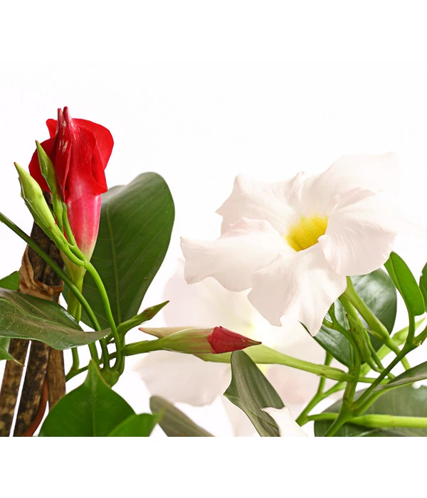 Dipladenien-Duo, Pyramide – Bild 4