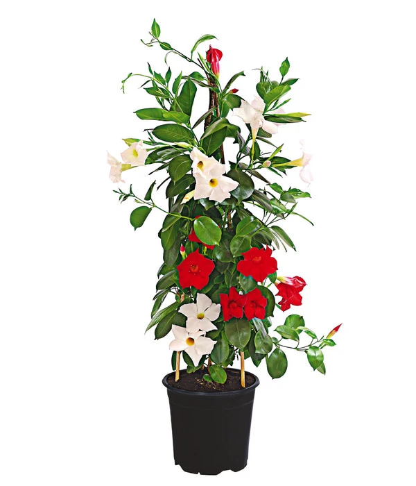 Dipladenien-Duo, Pyramide