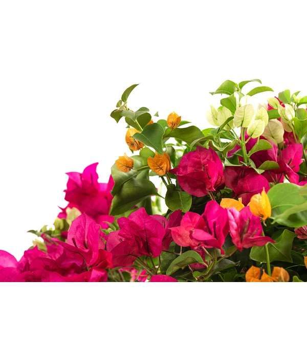 Drillingsblumen-Trio, Stämmchen – Bild 2