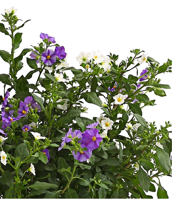 Enzianstrauch-Duo, Busch – Bild 2