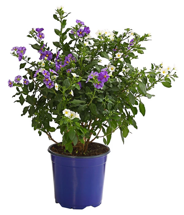 Enzianstrauch-Duo, Busch