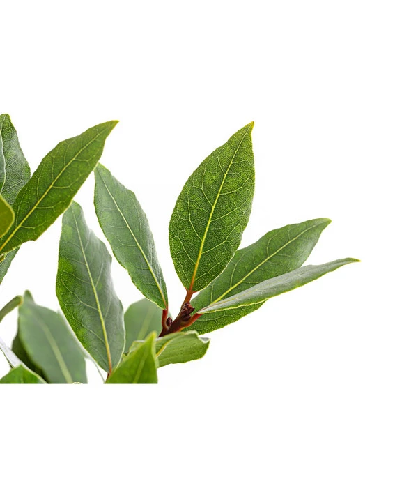 Echter Lorbeer, Stämmchen – Bild 4