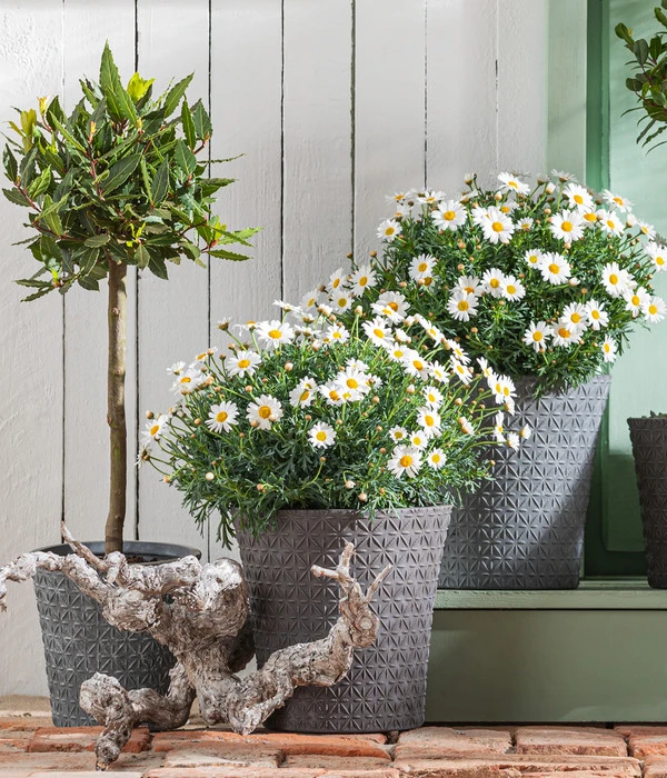 Echter Lorbeer, Stämmchen – Bild 3