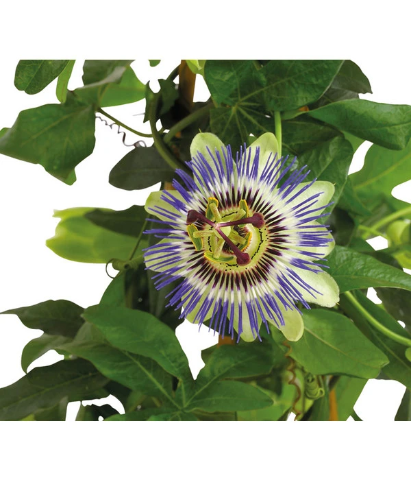 Passionsblume, Pyramide – Bild 4