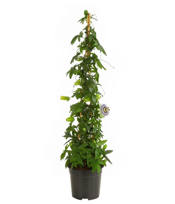 Passionsblume, Pyramide – Bild 2