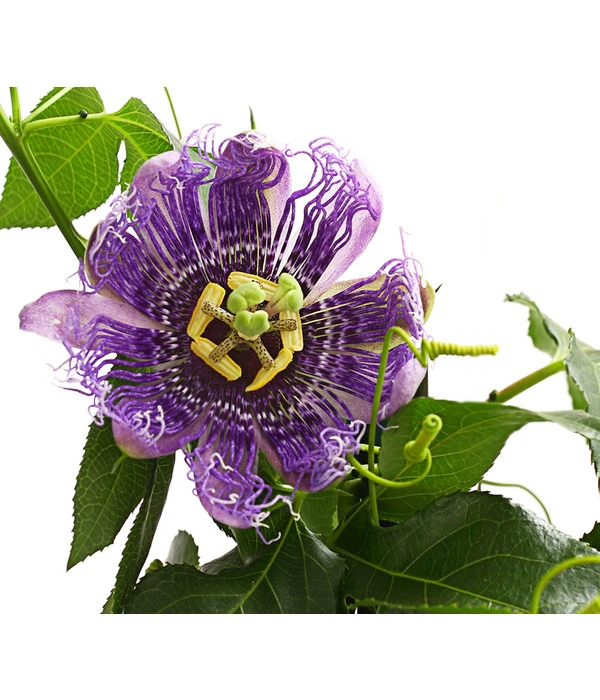 Passionsblume, Pyramide – Bild 3