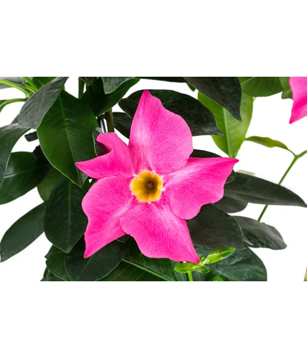 Dipladenie, Herzform, Verschiedene Farben – Bild 3