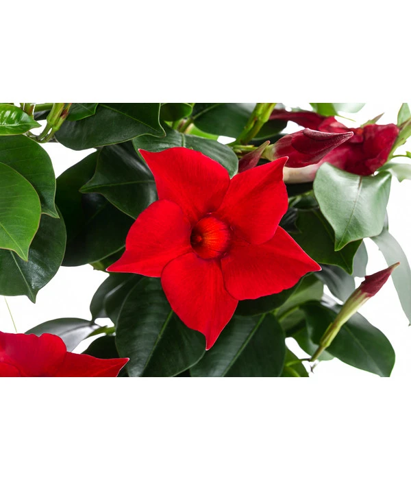 Dipladenie, Herzform, Verschiedene Farben – Bild 4