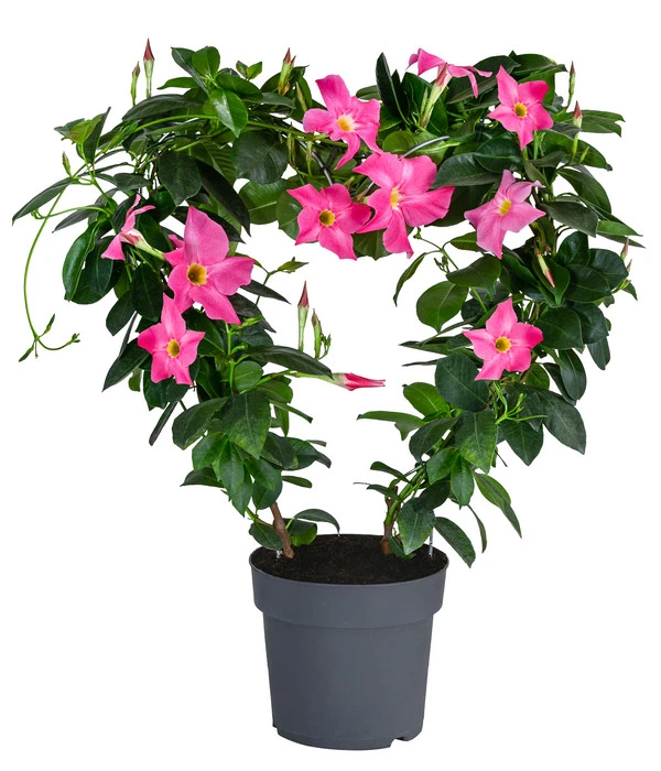 Dipladenie, Herzform, Verschiedene Farben