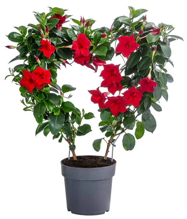 Dipladenie, Herzform, Verschiedene Farben – Bild 2