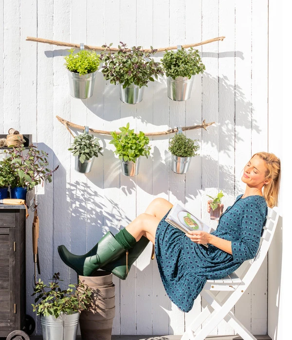 Bio Thymian – Bild 3