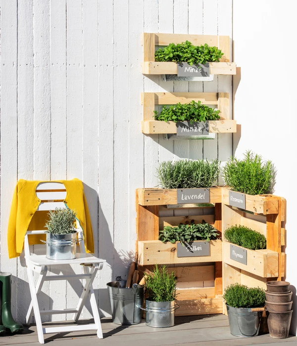 Bio Thymian – Bild 2