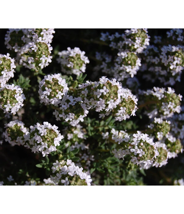 Bio Thymian – Bild 4