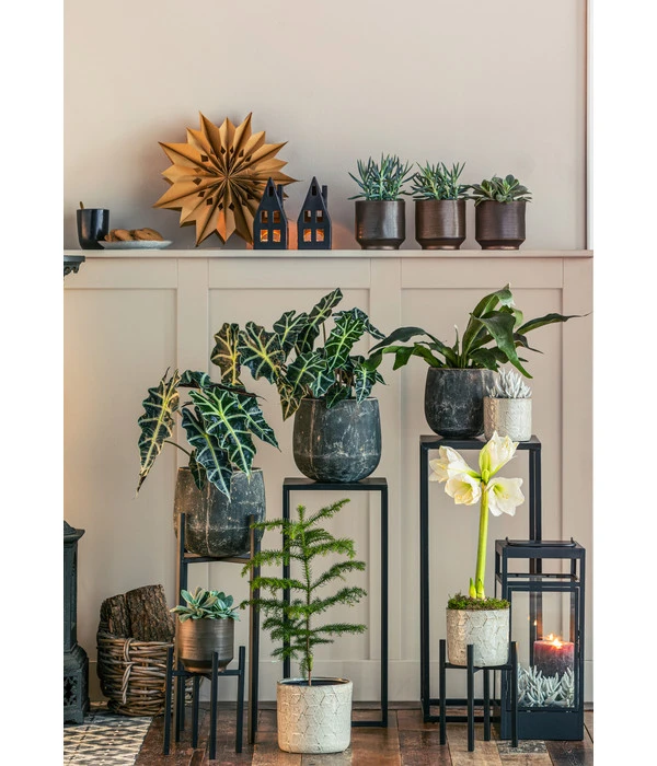 Pfeilblatt - Alocasia Amazonica 'Polly' – Bild 3