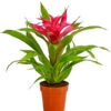 Guzmanie - Guzmania Cultivars 'Deseo'