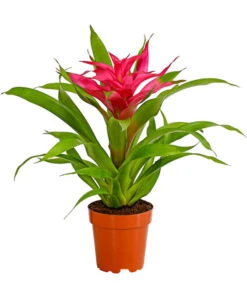 Guzmanie - Guzmania Cultivars 'Deseo'