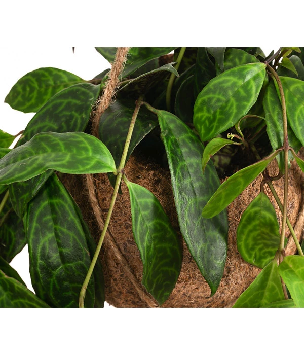 Kokodama-Ampel Gefleckte Schamblume - Aeschynanthus Marmoratus – Bild 2