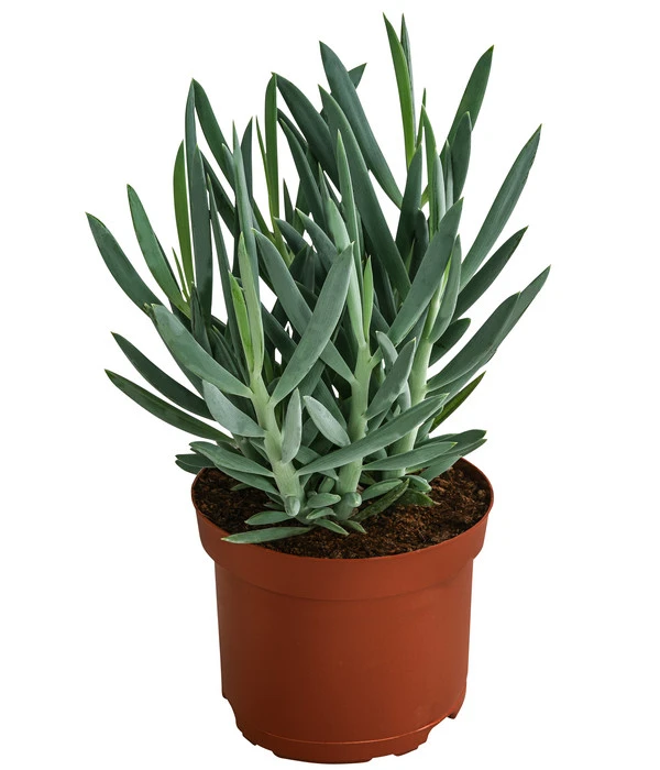 Greiskraut - Senecio Talinoides 'Aquarine Mount Everest®'