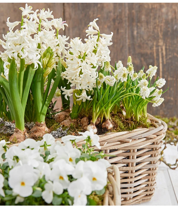 Hyazinthe, 3 Zwiebeln – Bild 2