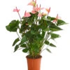 Große Flamingoblume - Anthurium Andreanum 'Summerlove'