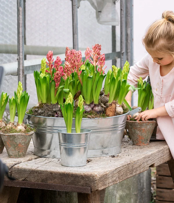 Hyazinthe, 3 Zwiebeln – Bild 3