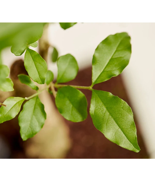 Bonsai Mit Buddha, Verschiedene Sorten – Bild 6