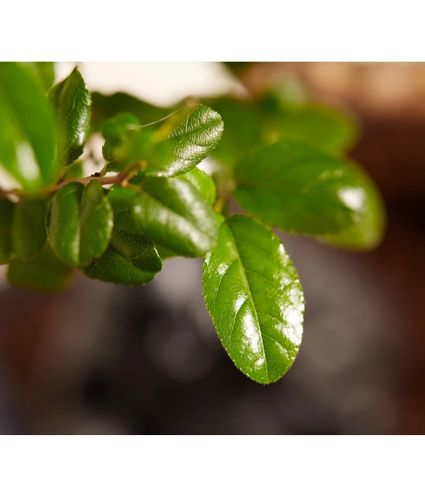 Bonsai Mit Buddha, Verschiedene Sorten – Bild 7