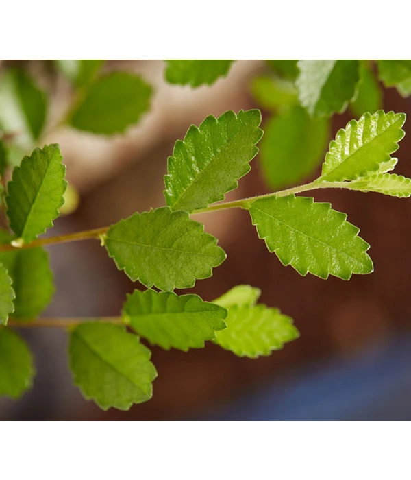 Bonsai Mit Buddha, Verschiedene Sorten – Bild 8